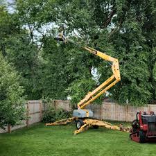 How Our Tree Care Process Works  in Beaver, UT